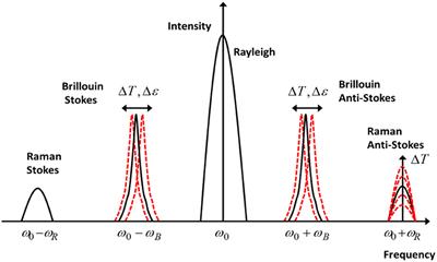 Application of Raman and Brillouin Scattering Phenomena in Distributed Optical Fiber Sensing